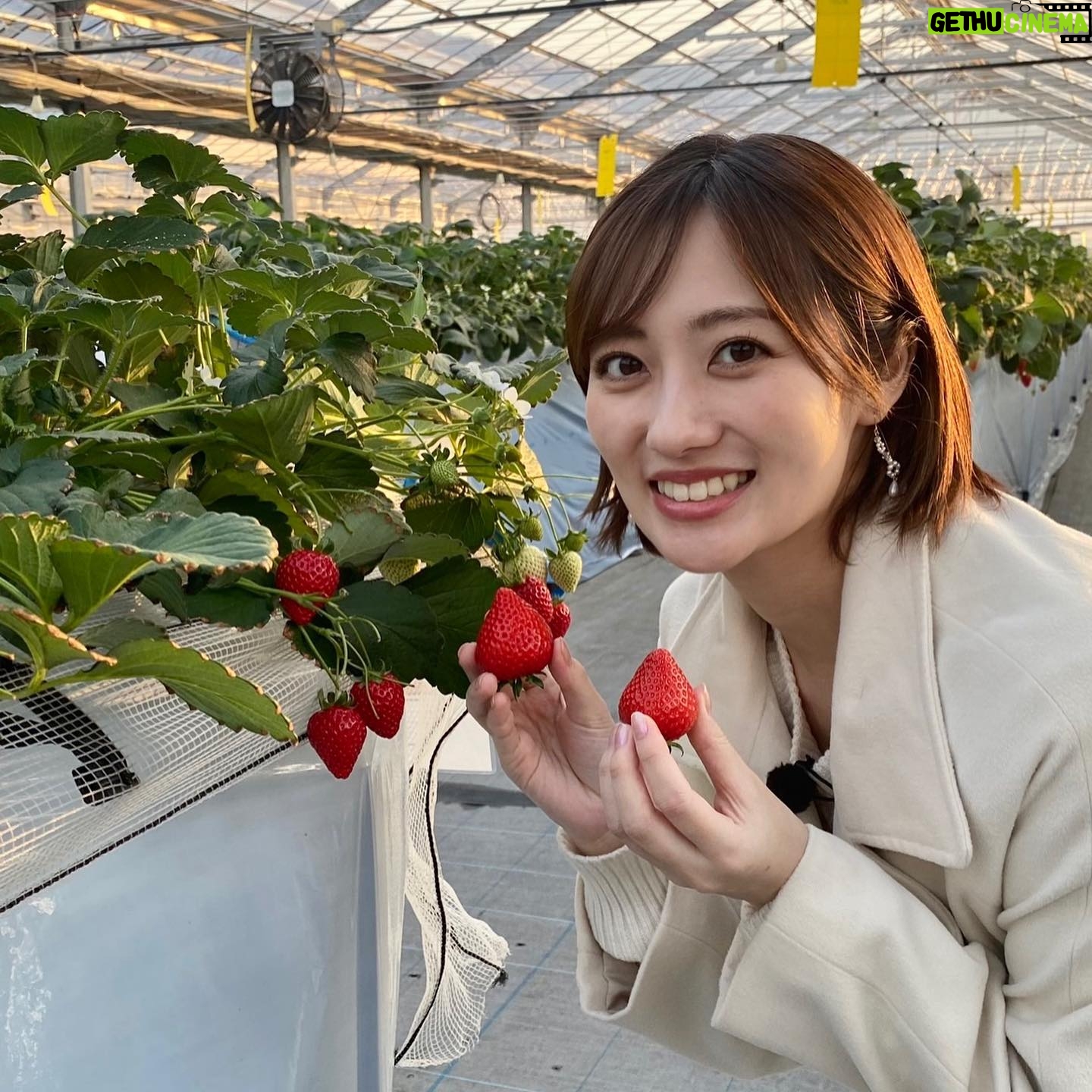 Kazusa Okuyama - 7.7K Likes - #ニッポン箸休めさんぽ 秩父!
あまりん🍓かおりん🍓
どっちも本当に美味しかった〜〜
箸休めじゃなくてご馳走主役でしたね!笑
.
あまりんかおりんたっぷり🍓結婚のお祝いケーキも🥲✨✨久住さん、スタッフの皆さん、イチゴ農家の皆さん、本当にありがとうございました!!!🤍