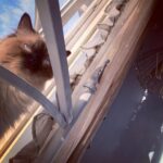 Keegan Connor Tracy Instagram - Why does my cat always look like she is plotting to murder me
