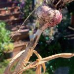 Keegan Connor Tracy Instagram - Homegrown garlic. Don’t kiss me tonight! 💋 🧄 #garlic #organicgardening #garden #beautifulbc