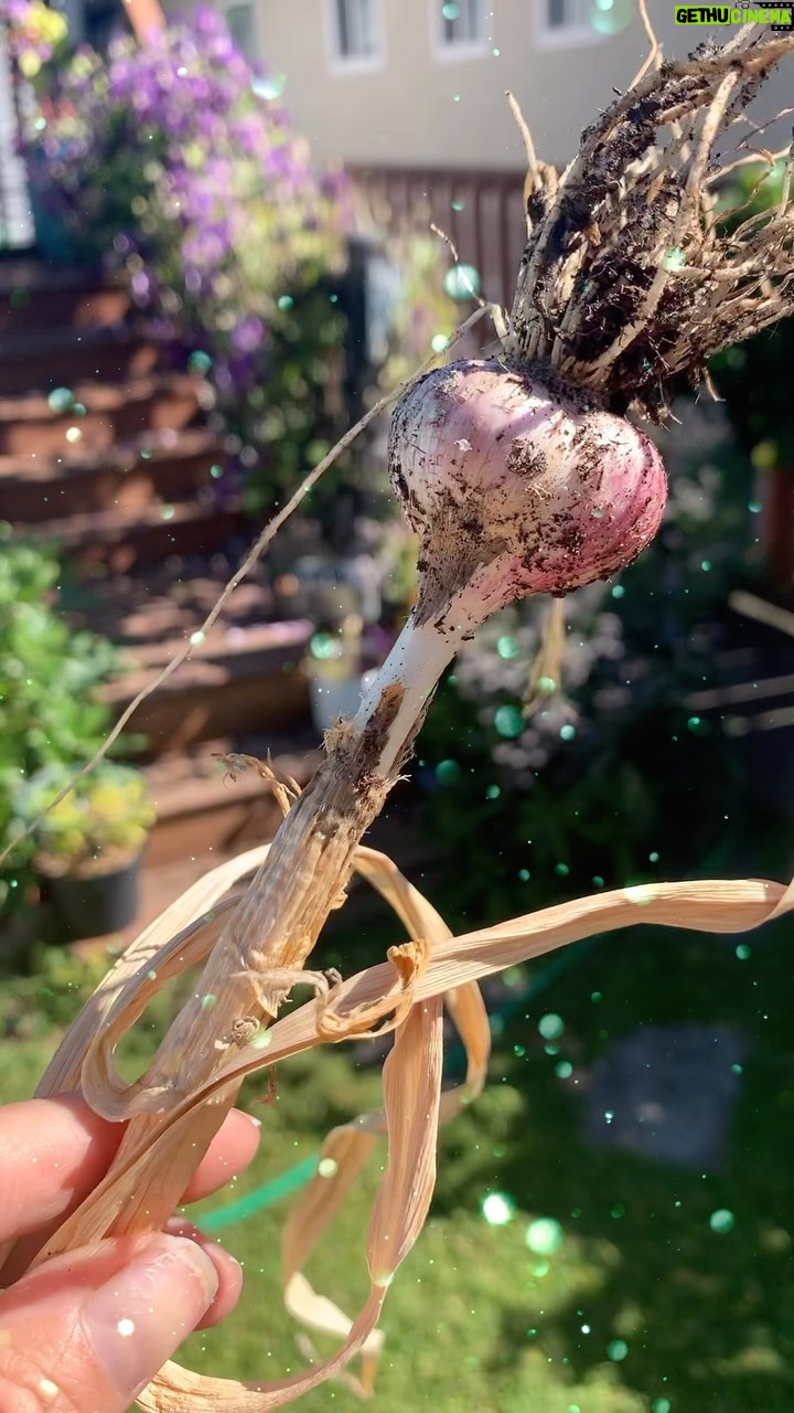 Keegan Connor Tracy Instagram - Homegrown garlic. Donโt kiss me tonight! ๐ ๐ง #garlic #organicgardening #garden #beautifulbc