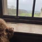 Keeley Hawes Instagram - This good boi living his best life 🦴