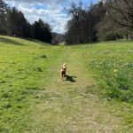 Keeley Hawes Instagram - This good boi living his best life 🦴