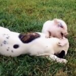Kelley Jakle Instagram - Today is both Animal Rights Day AND Human Rights Day! I love that they are the same day, because it highlights something important that we share: sentience. 🎥: @markhapka