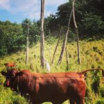 Kelli Giddish Instagram - #cowbird