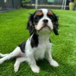 Kelly Helard Instagram – Bonjour bébé Nala 2 mois cavalier King charles comme sa grande sœur !! 
Un vrai bonheur vous verrez leur rencontre dans mamans et célèbres 🥰🥰🥰🥰 
 @elevagedelarichardelle merci 🙏 #zeropartenariat et merci aussi à notre ami @cyno_wild_academy pour avoir été présent lors de la présentation de nos 2 princesses ( être accompagné par un dresseur est tellement rassurant , vous me verrez paniqué )