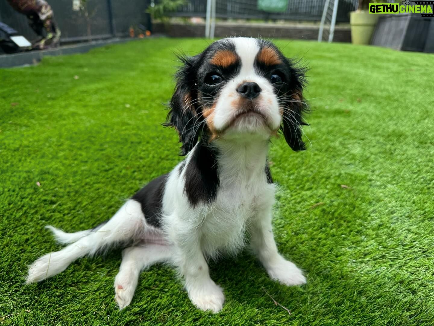 Kelly Helard - 11.1K Likes - Bonjour bébé Nala 2 mois cavalier King charles comme sa grande sœur !!
Un vrai bonheur vous verrez leur rencontre dans mamans et célèbres 🥰🥰🥰🥰
@elevagedelarichardelle merci 🙏 #zeropartenariat et merci aussi à notre ami @cyno_wild_academy pour avoir été présent lors de la présentation de nos 2 princesses ( être accompagné par un dresseur est tellement rassurant , vous me verrez paniqué )