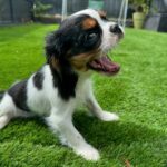 Kelly Helard Instagram – Bonjour bébé Nala 2 mois cavalier King charles comme sa grande sœur !! 
Un vrai bonheur vous verrez leur rencontre dans mamans et célèbres 🥰🥰🥰🥰 
 @elevagedelarichardelle merci 🙏 #zeropartenariat et merci aussi à notre ami @cyno_wild_academy pour avoir été présent lors de la présentation de nos 2 princesses ( être accompagné par un dresseur est tellement rassurant , vous me verrez paniqué )