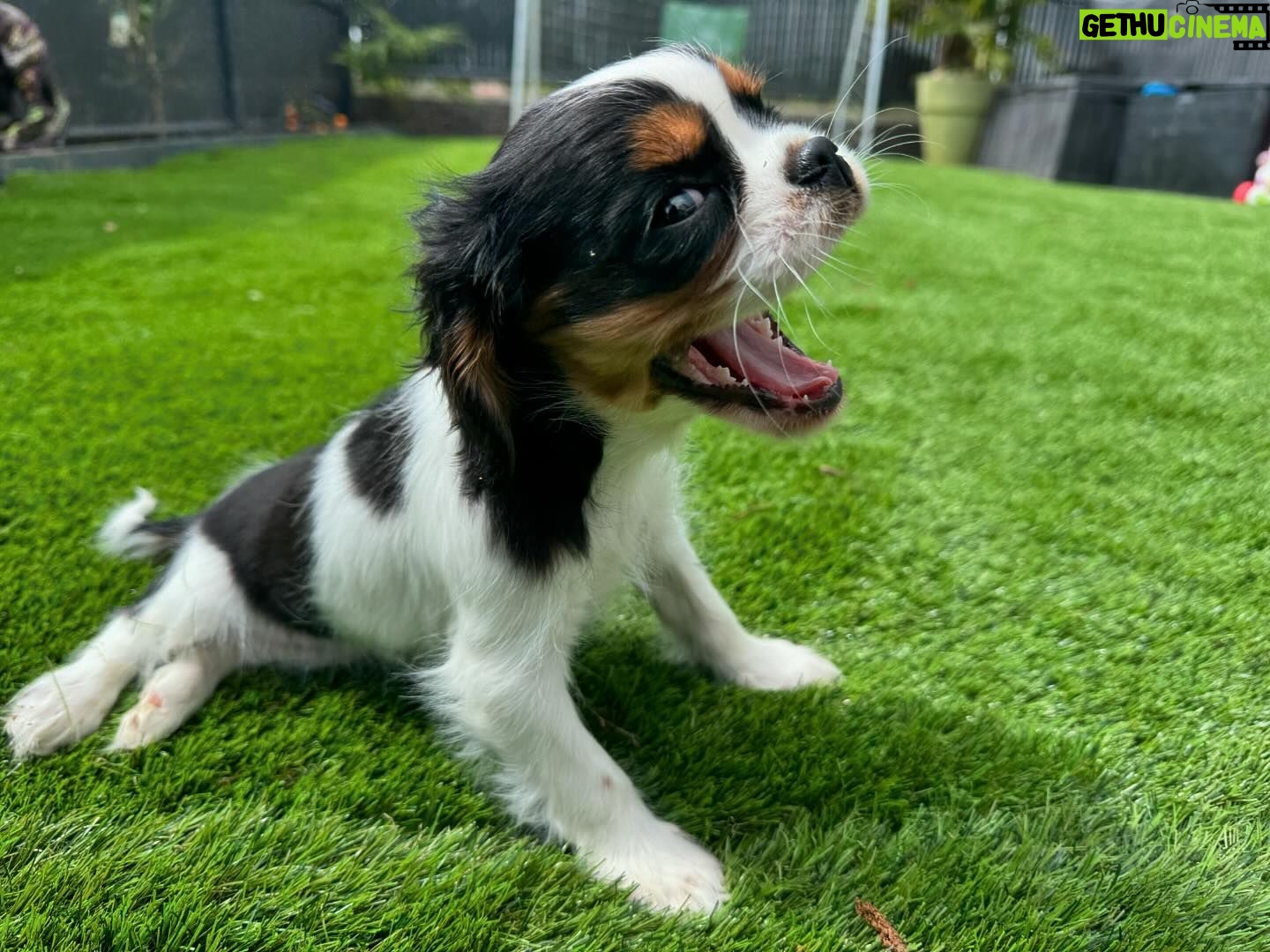 Kelly Helard - 11.1K Likes - Bonjour bébé Nala 2 mois cavalier King charles comme sa grande sœur !!
Un vrai bonheur vous verrez leur rencontre dans mamans et célèbres 🥰🥰🥰🥰
@elevagedelarichardelle merci 🙏 #zeropartenariat et merci aussi à notre ami @cyno_wild_academy pour avoir été présent lors de la présentation de nos 2 princesses ( être accompagné par un dresseur est tellement rassurant , vous me verrez paniqué )