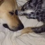 Kelly Thiebaud Instagram - My little big boy Ranger, and Whiskeys best friend in the whole world, left us yesterday… He hasn’t been in our lives for several years but I loved him just the same. My heart goes out to his adopted family that loved him and gave him a wonderful home for the last 5 years. I know you are feeling a huge whole in your heart. I had to say goodbye to Ranger twice before and it ripped me to pieces. This is our final goodbye... You were such a sweet cuddly good boy who never understood how big you were. I love you forever Rangy. ❤️ #ranger ❤️