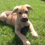 Kelly Thiebaud Instagram - My little big boy Ranger, and Whiskeys best friend in the whole world, left us yesterday… He hasn’t been in our lives for several years but I loved him just the same. My heart goes out to his adopted family that loved him and gave him a wonderful home for the last 5 years. I know you are feeling a huge whole in your heart. I had to say goodbye to Ranger twice before and it ripped me to pieces. This is our final goodbye... You were such a sweet cuddly good boy who never understood how big you were. I love you forever Rangy. ❤️ #ranger ❤️