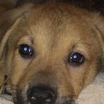 Kelly Thiebaud Instagram - My little big boy Ranger, and Whiskeys best friend in the whole world, left us yesterday… He hasn’t been in our lives for several years but I loved him just the same. My heart goes out to his adopted family that loved him and gave him a wonderful home for the last 5 years. I know you are feeling a huge whole in your heart. I had to say goodbye to Ranger twice before and it ripped me to pieces. This is our final goodbye... You were such a sweet cuddly good boy who never understood how big you were. I love you forever Rangy. ❤️ #ranger ❤️