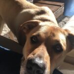 Kelly Thiebaud Instagram - My little big boy Ranger, and Whiskeys best friend in the whole world, left us yesterday… He hasn’t been in our lives for several years but I loved him just the same. My heart goes out to his adopted family that loved him and gave him a wonderful home for the last 5 years. I know you are feeling a huge whole in your heart. I had to say goodbye to Ranger twice before and it ripped me to pieces. This is our final goodbye... You were such a sweet cuddly good boy who never understood how big you were. I love you forever Rangy. ❤️ #ranger ❤️