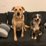 Kelly Thiebaud Instagram - My little big boy Ranger, and Whiskeys best friend in the whole world, left us yesterday… He hasn’t been in our lives for several years but I loved him just the same. My heart goes out to his adopted family that loved him and gave him a wonderful home for the last 5 years. I know you are feeling a huge whole in your heart. I had to say goodbye to Ranger twice before and it ripped me to pieces. This is our final goodbye... You were such a sweet cuddly good boy who never understood how big you were. I love you forever Rangy. ❤️ #ranger ❤️
