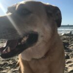 Kelly Thiebaud Instagram - My little big boy Ranger, and Whiskeys best friend in the whole world, left us yesterday… He hasn’t been in our lives for several years but I loved him just the same. My heart goes out to his adopted family that loved him and gave him a wonderful home for the last 5 years. I know you are feeling a huge whole in your heart. I had to say goodbye to Ranger twice before and it ripped me to pieces. This is our final goodbye... You were such a sweet cuddly good boy who never understood how big you were. I love you forever Rangy. ❤️ #ranger ❤️