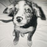 Kelly Thiebaud Instagram – Appreciation post! I love this photo of Whiskey. He was such a cute puppy! I ❤️ him unconditionally.
