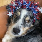 Kelly Thiebaud Instagram - Happy Independence Day! Love you all. From, Whiskey. ❤️💙❤️