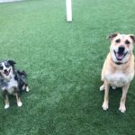 Kelly Thiebaud Instagram - My little big boy Ranger, and Whiskeys best friend in the whole world, left us yesterday… He hasn’t been in our lives for several years but I loved him just the same. My heart goes out to his adopted family that loved him and gave him a wonderful home for the last 5 years. I know you are feeling a huge whole in your heart. I had to say goodbye to Ranger twice before and it ripped me to pieces. This is our final goodbye... You were such a sweet cuddly good boy who never understood how big you were. I love you forever Rangy. ❤️ #ranger ❤️