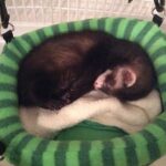 Kendra Santacruz Instagram - Hoy estoy triste 😞 . Lamento mucho tu partida Marcelo, hace 8 años llegaste a alegrar la casa, siempre dijimos que eras la alegría del hogar! Nos vas a hacer falta, te vamos a extrañar!! TE AMO #imsosorry
