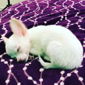 Kenia Gascón Instagram - Dulces sueños les desea Trotsky. #chihuahuas #vivelafrance🇫🇷 #hijo