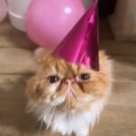 Khadijha Red Thunder Instagram - Thank you to those that wished me a happy birthday ilysm 🎀