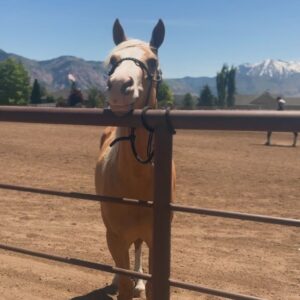 Kim Clavel Instagram - La famille, des chevaux et un paysage à couper le souffle, quoi demander de mieux pour se ressourcer! Merci magnifique Utah 🏔️🐴👯‍♀️☀️

#utah #usa #hiking #reininghorse #vacation #travel