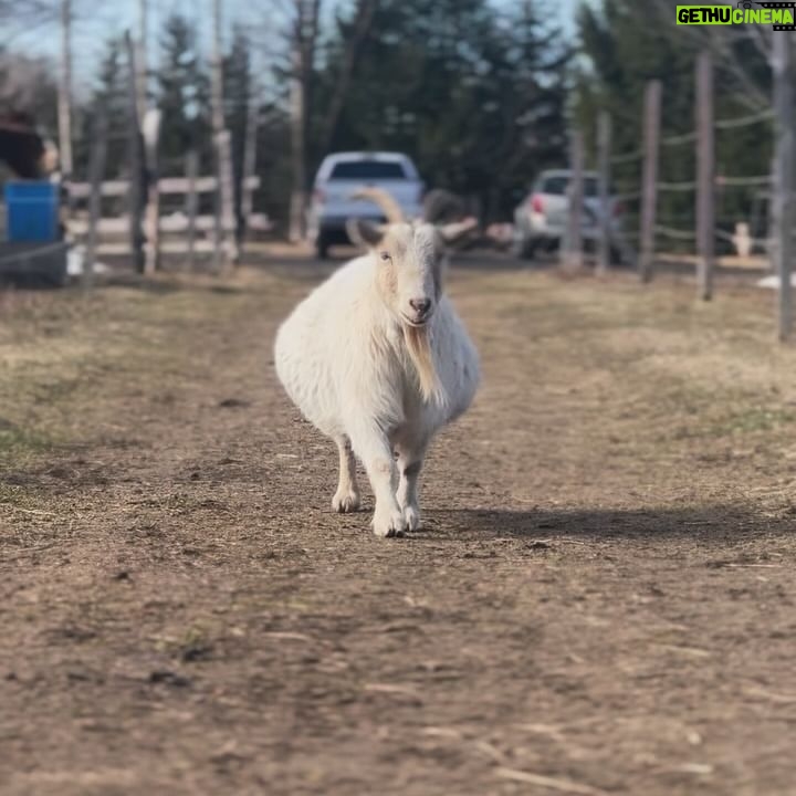 Kim Clavel - 2.1K Likes - A casual reminder that life can be so lovely 🤍🐴🐐🥊☀️
#photodump #boxing #horsebackriding #goodlife #femaleathlete #trainingcamp