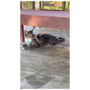 Kim Hee-ae Instagram - .
요즘 근황 -> 춘식이 엄마 😺
평화로운 제주에서의 일상을 가득 채워주는 우리 집 냥이에요 😻😽

춘식이가 단잠을 깨워도 그저 사랑스러운 집사의 삶 🤍

#김희애 #KIMHEEAE #냥집사
#춘식이는 #이불정리면제 #귀여우니까 @yg_stage