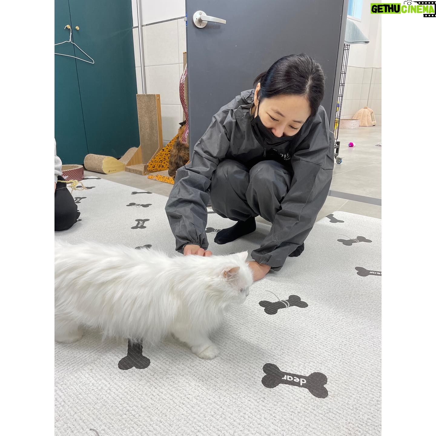 Kim Hyo-jin Instagram - 오보이와 갤러리아 파란 봉사단과 함께 동물자유연대 온센터에 다녀왔어요~~~ 온센터 시설도 좋고 관리도 너무 잘 되어있고 개들도 넘넘 순하고 💕 녹이와 산책후에 견사들을 깨끗하게 박박 닦아주었어요~ 입양이 확정된 아이들도 있었고, 노견이 될 때까지 입양이 안 된 아이들도 있었어요.. 반려동물을 가족으로 맞이 할 계획이신 분들은 꼭 동물보호소에서 입양을 해주시길~~~ 입양을 기다리는 너무나도 순한 아이들이 많습니다~~~ 💕🐶😽#11.30