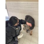 Kim Hyo-jin Instagram - 오보이와 갤러리아 파란 봉사단과 함께 동물자유연대 온센터에 다녀왔어요~~~ 온센터 시설도 좋고 관리도 너무 잘 되어있고 개들도 넘넘 순하고 💕 녹이와 산책후에 견사들을 깨끗하게 박박 닦아주었어요~ 입양이 확정된 아이들도 있었고, 노견이 될 때까지 입양이 안 된 아이들도 있었어요.. 반려동물을 가족으로 맞이 할 계획이신 분들은 꼭 동물보호소에서 입양을 해주시길~~~ 입양을 기다리는 너무나도 순한 아이들이 많습니다~~~ 💕🐶😽#11.30