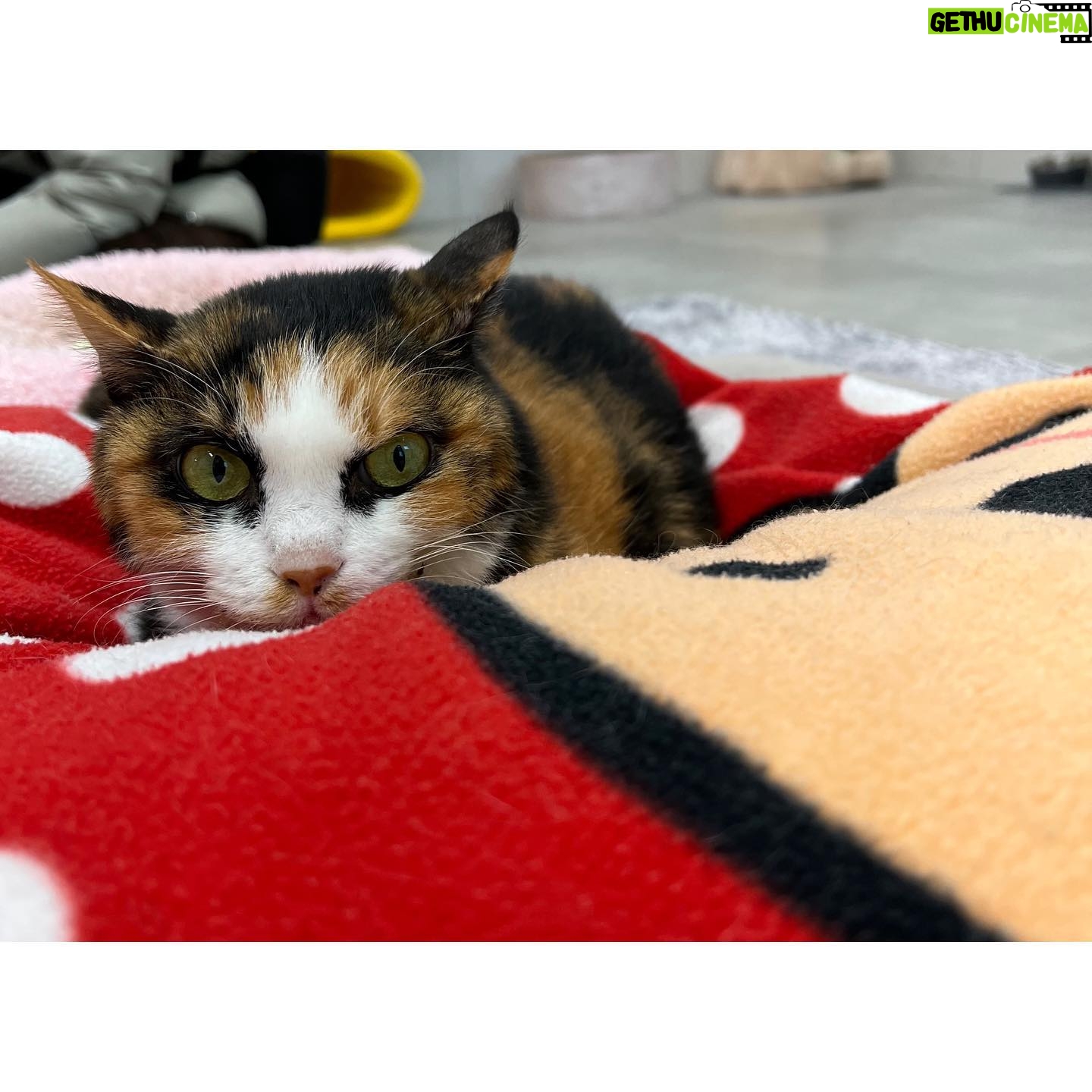 Kim Hyo-jin Instagram - 오보이와 갤러리아 파란 봉사단과 함께 동물자유연대 온센터에 다녀왔어요~~~ 온센터 시설도 좋고 관리도 너무 잘 되어있고 개들도 넘넘 순하고 💕 녹이와 산책후에 견사들을 깨끗하게 박박 닦아주었어요~ 입양이 확정된 아이들도 있었고, 노견이 될 때까지 입양이 안 된 아이들도 있었어요.. 반려동물을 가족으로 맞이 할 계획이신 분들은 꼭 동물보호소에서 입양을 해주시길~~~ 입양을 기다리는 너무나도 순한 아이들이 많습니다~~~ 💕🐶😽#11.30