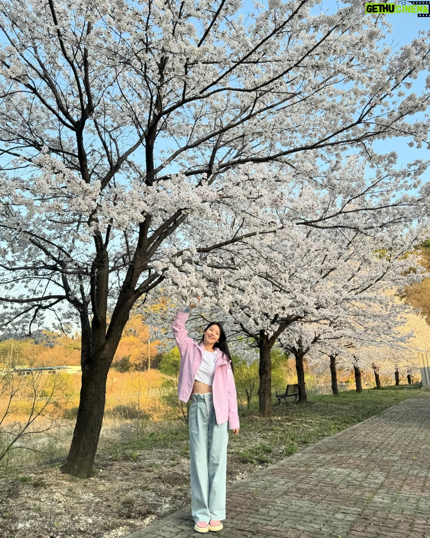 Kim Jin-kyung Instagram - 드디어 제대로 본 벚꽃엔딩🌸💕🌸