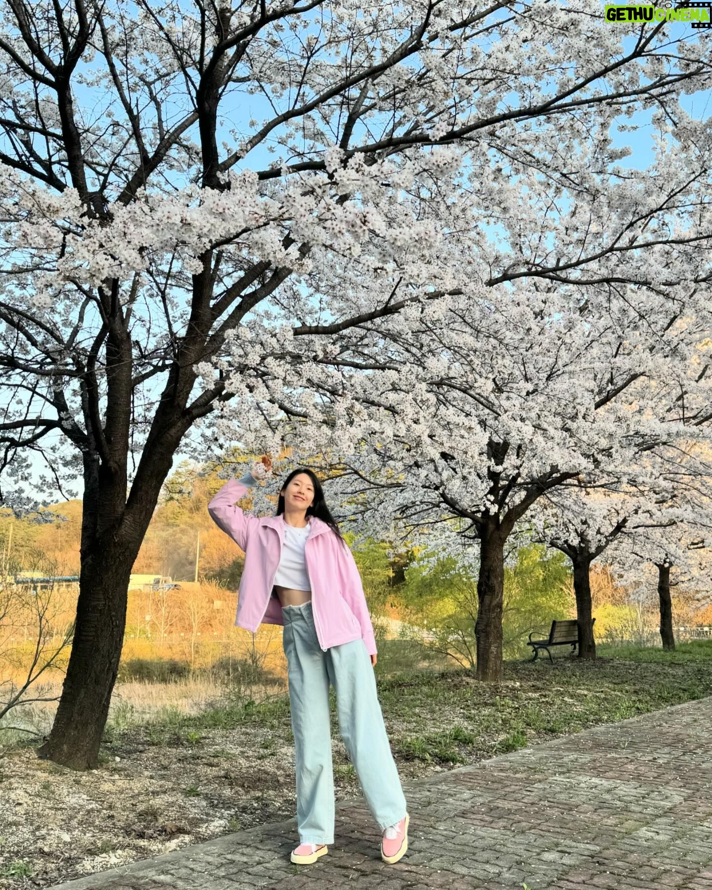 Kim Jin-kyung Instagram - 드디어 제대로 본 벚꽃엔딩🌸💕🌸