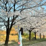 Kim Jin-kyung Instagram - 드디어 제대로 본 벚꽃엔딩🌸💕🌸