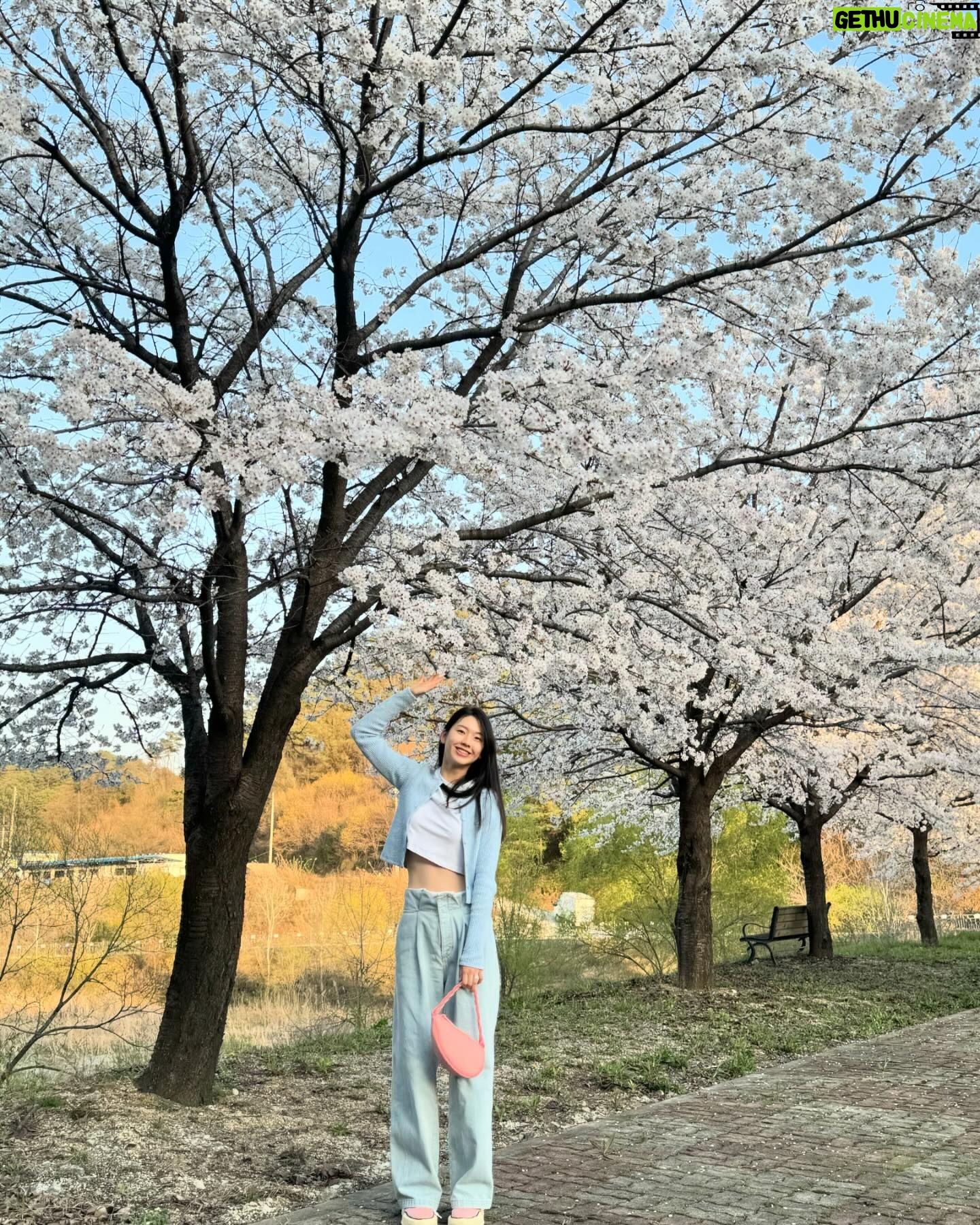 Kim Jin-kyung Instagram - 드디어 제대로 본 벚꽃엔딩🌸💕🌸