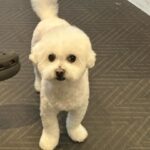 Kim Jung-eun Instagram - 강아지만 보면 찍어요 찰칵찰칵