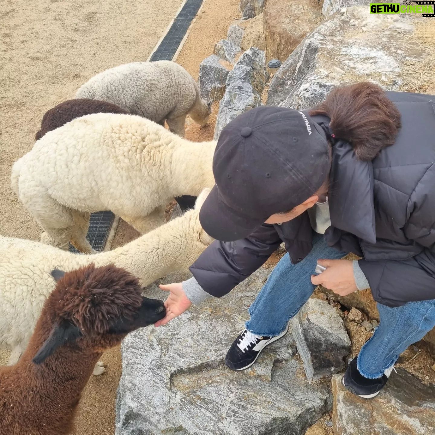 Kim Mi-kyeong Instagram - 귀여운 알파카. 뒷발로 찰지도 모른다고, 침뱉을지도 모른다고 했지만 무슨소리!! 너무나 착하게 이쁘게 잘 먹고 뽀뽀도 해주고 눈도 맞춰줬음^^♥️♥️♥️