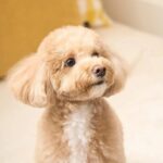 Kim Min-ah Instagram - 사실 제가 애는 없지만 개가 있거든요 그 개가 오늘 생일이고 이제 세 살.... 개 세........ #몽몽아사랑해 말좀잘듣자제발진짜엄마돌아버리겠다그래도사랑해진짜사랑한다돌아버리게사랑한다으아아아아아아하ㅎ하하핳ㅎㅎㅎ