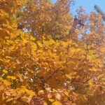 Kim Min-jung Instagram – .
차 소리와 새소리가 섞인 
도심의 가을도 ,
꽤나 로맨틱하지요 🍂🍃🤎
