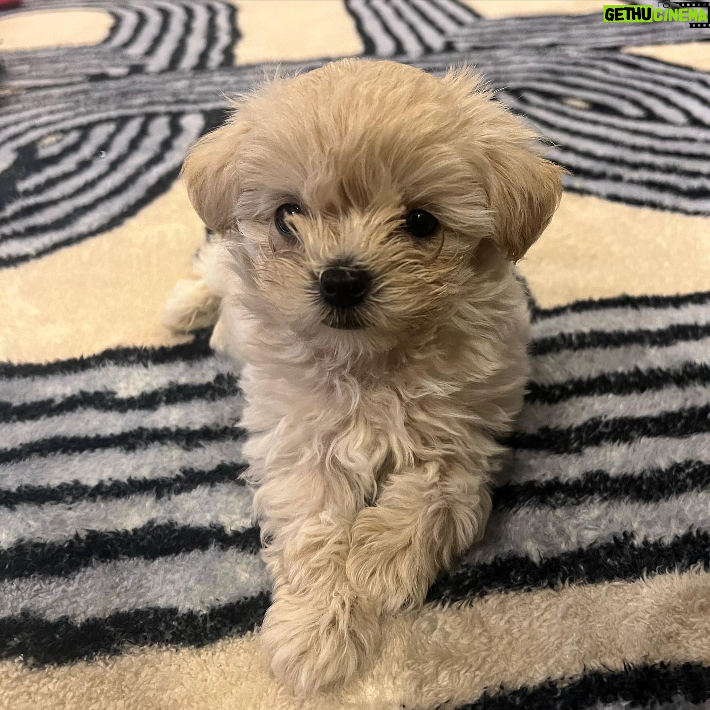 Kim Ok-vin Instagram - 쭉쭉이,또글이,꽃돌이,포실이,쩨리🐕 #이뿐새끼, #Mom's puppy, 우리원숭이❤️ @zerry0726