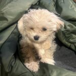 Kim Ok-vin Instagram – 쭉쭉이,또글이,꽃돌이,포실이,쩨리🐕 
#이뿐새끼, #Mom’s puppy, 
우리원숭이❤️
@zerry0726