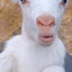 Kim Rhodes Instagram – If you would like to ask me some questions, you can too. Even if you’re not a goat! Ask @bemoment.us how.