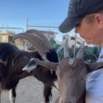 Kim Rhodes Instagram – No such thing as too much love. #goats #rescue