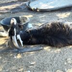 Kim Rhodes Instagram – Did you ever wonder if goats use their horns as a pillow?
Greg does.