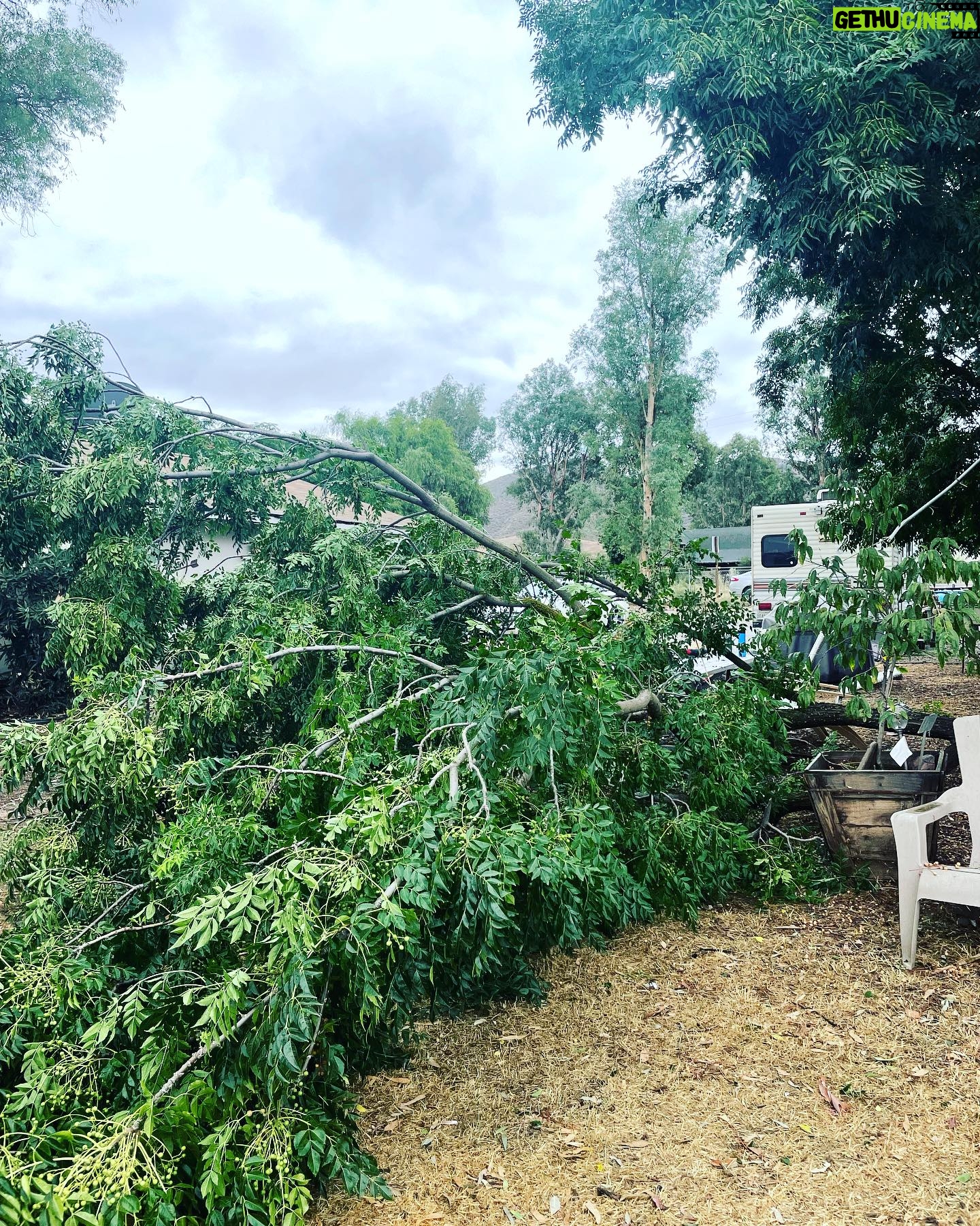 Kim Rhodes Instagram - That one dramatic friend… (No, but seriously, if you have any spare change, @stat.savetheanimalstoday got a bit rattled and could use some extra help. Everyone is alive, but damper than they would like.)