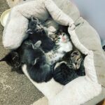 Kim Rhodes Instagram - For everyone who sent donations to @stathorsesanctuary , the kittens and I thank you. #rescue