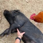 Kim Rhodes Instagram – Too much goat content? Here. Have a pig getting belly rubs. And a rooster being a rooster.