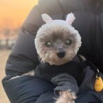 Kim Seo-hyung Instagram – 💗
오늘은 국제 강아지의 날 
#사지말고입양하세요