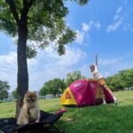 Kim So-ra Instagram - • 내집마련🏕️ 마루랑 캠크닉💕 #캠크닉 #camp #picnic