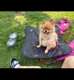 Kim So-ra Instagram - •
내집마련🏕️
마루랑 캠크닉💕

#캠크닉 #camp #picnic