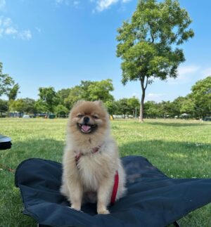 Kim So-ra Instagram - •
내집마련🏕️
마루랑 캠크닉💕

#캠크닉 #camp #picnic